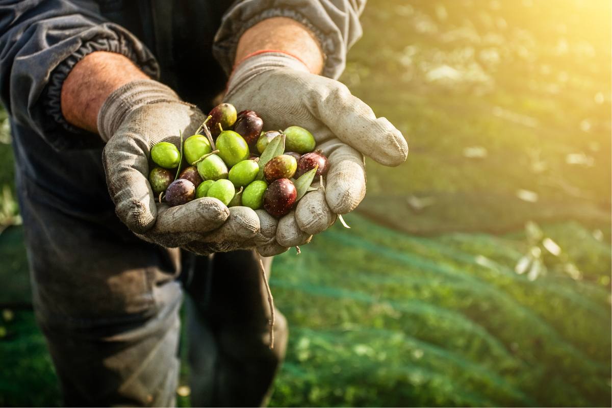 ¿Cuándo será la cosecha de aceituna de 2025