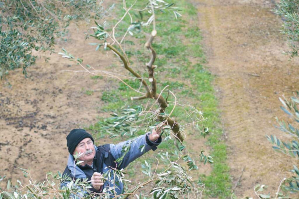 Guía para podar olivos en explotaciones grandes