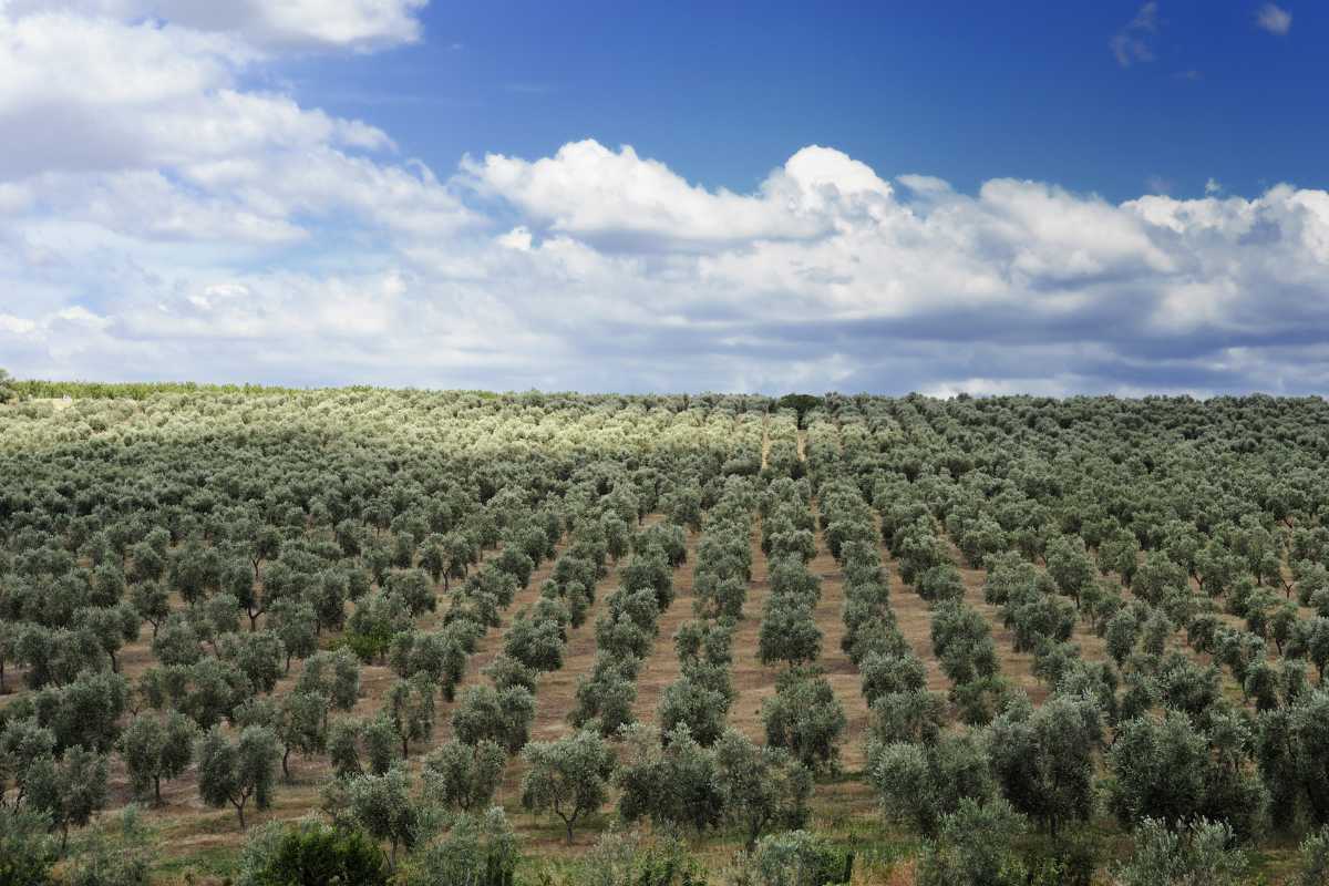 ¿Qué maquinaria necesita un olivar profesional