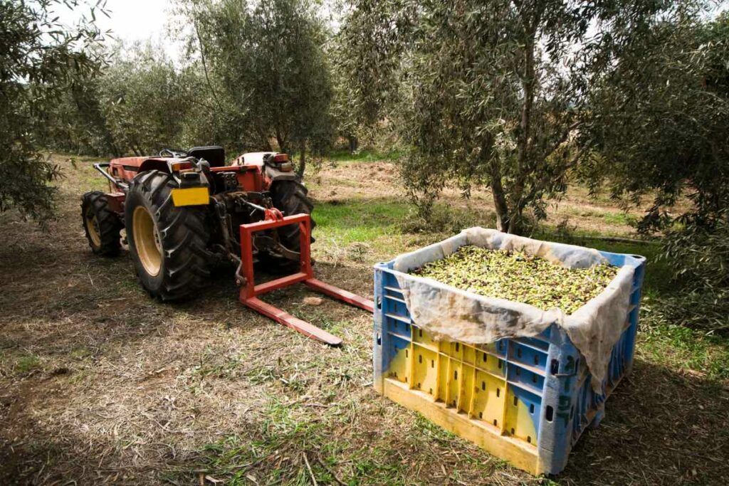 Vibrador de aceitunas: cómo funciona y qué modelo elegir