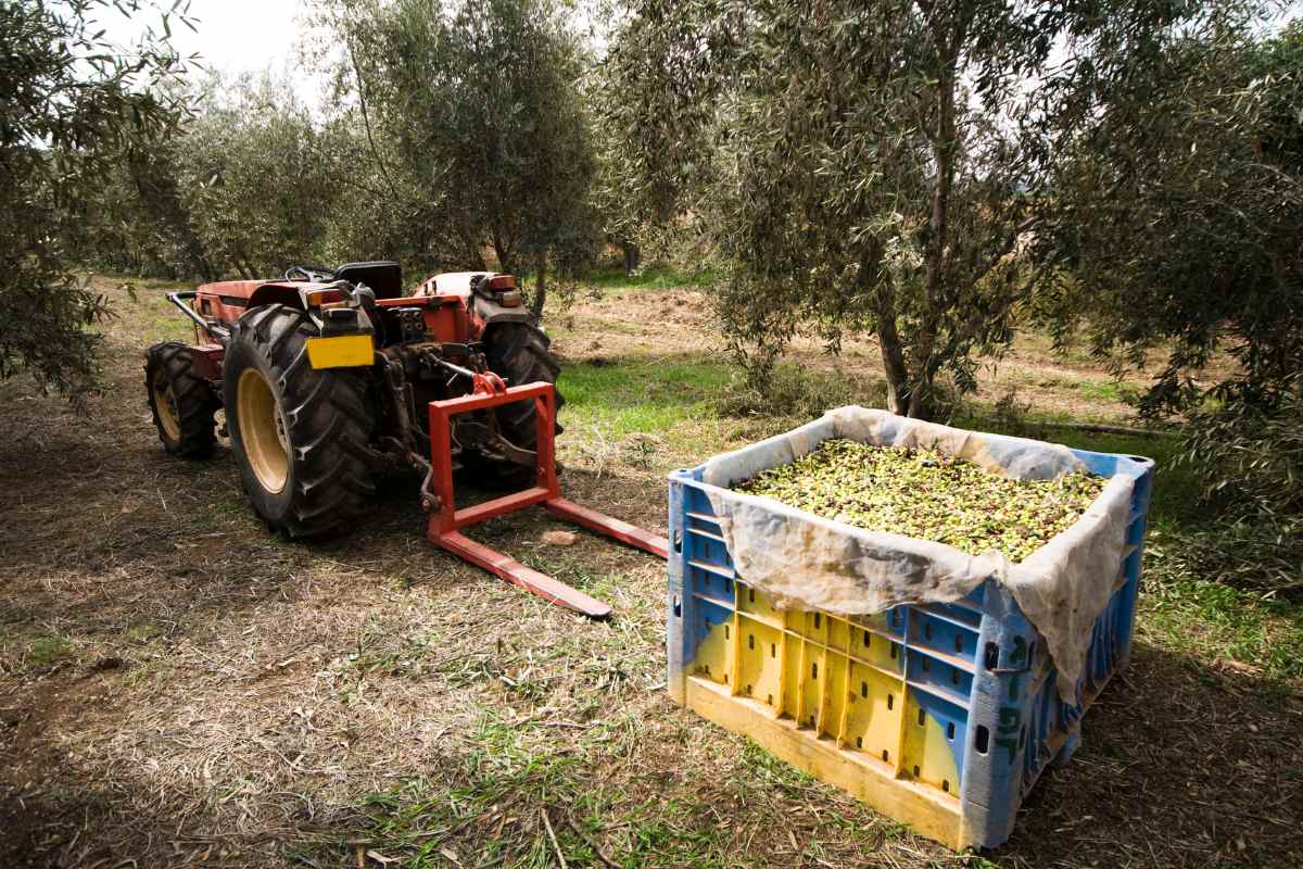 Vibrador de aceitunas: cómo funciona y qué modelo elegir