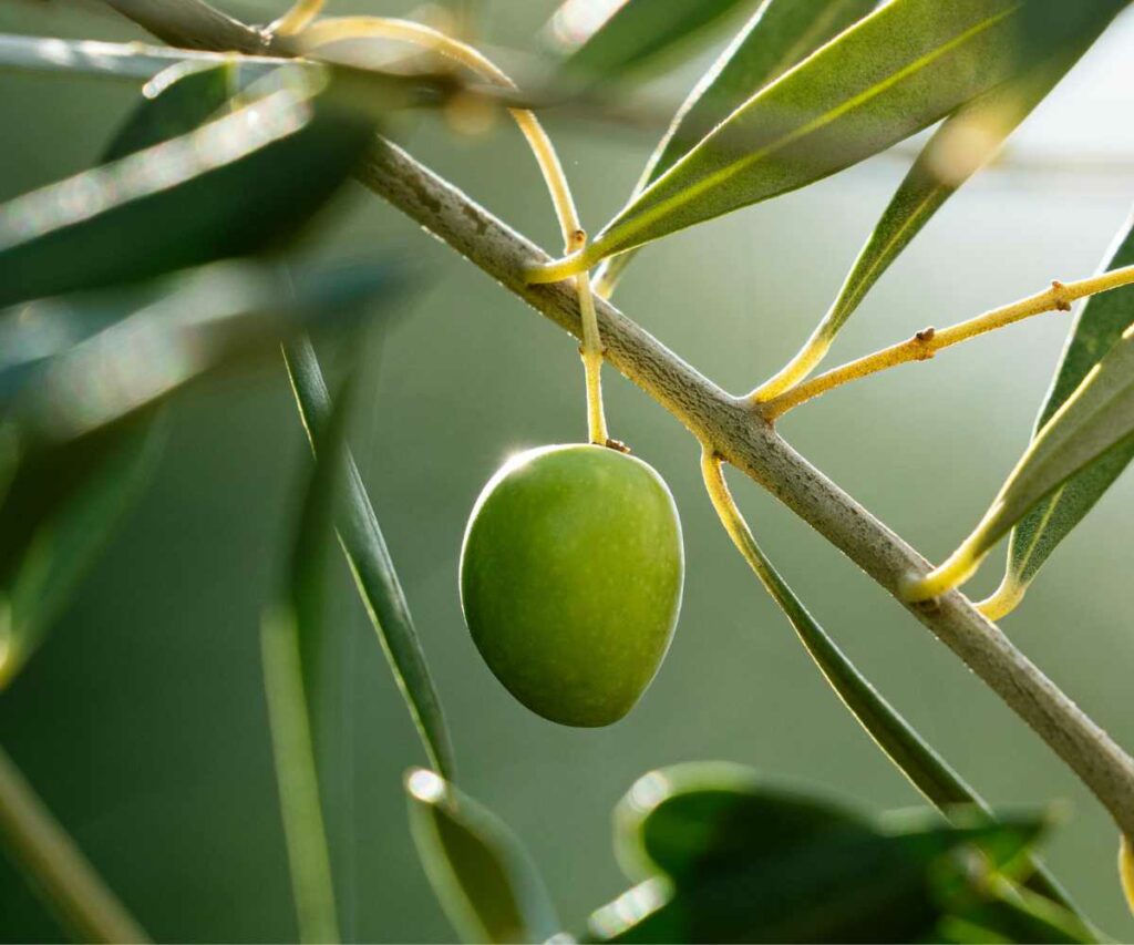 Cómo optimizar el cultivo del olivo