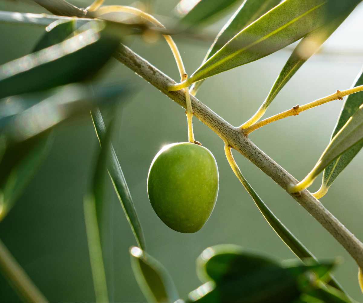 Cómo optimizar el cultivo del olivo